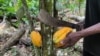 FILE - A farmer cuts a cocoa pod with a machete in his drought-stricken cocoa field in Nkengue village, in the Central region of Cameroon, Aug. 1, 2021.