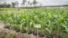Aktivis Lingkungan Temukan Jagung di Lahan Food Estate Hanya Ditanam di Polybag