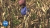 Crise alimentaire au Malawi : Le Programme alimentaire mondial appelle à l'aide