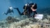 This underwater photo taken on June 14, 2024 shows Black Turtle Dive conservation teacher Sandra Rubio (R) and her student Nannalin "Fleur" Pornprasertsom (L) surveying bleached corals around Koh Tao island in the southern Thai province of Surat Thani. 