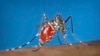 FILE - This undated photo from the Centers for Disease Control and Prevention shows a mosquito acquiring a blood meal from a human. Dengue is spread by the insect, which is expanding its geographic reach because of climate change, experts say. 