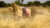 It's Time to 'Separate the Wheat from the Chaff'