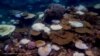 Coral reefs bleach in the Great Barrier Reef as scientists conduct in-water monitoring in Martin Reef, March 16, 2024, in this handout obtained by Reuters on April 12, 2024. (Australian Institute of Marine Science/Veronique Mocellin/ Handout via Reuters)