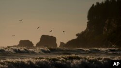 FILE - Pelicans fly near the shore as waves from the Pacific Ocean roll in on May 14, 2024, on the Quinault reservation in Taholah, Wash. Coastal tribes in the Pacific Northwest face some of the most severe effects of climate change, a new report says.