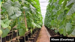ເຄືອໝາກຄັນຕາລູບ ທີ່ປູກເປັນແຖວຢູ່ໃນກະຖາງ ຢູ່ໃນເຕັ້ນຂະໜາດ 600 ແມັດກາເຣ ໃນສວນຂອງ ທ່ານຄົມ.