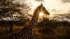 FILE - A baby giraffe roams during sunset at the community celebrations to honor the arrival of several wild giraffes as part of a wildlife translocation exercise in Ruko Conservancy, on July 7, 2024. 