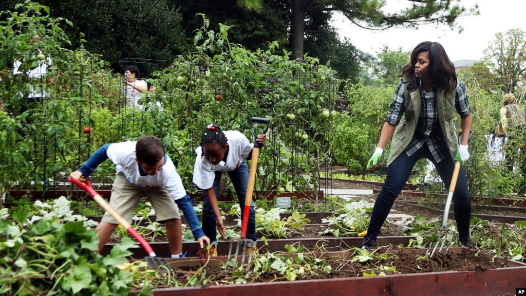 Former first lady Michelle Obama and school children work in the White House Kitchen Garden, October 2016. (AP Photo/Manuel Balce Ceneta)
