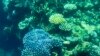 This picture, taken on March 7, 2022, shows coral on the Great Barrier Reef off the coast of the Australian state of Queensland. The Great Barrier Reef has again been hit with widespread bleaching, authorities said on March 18, 2022. Photo: GLENN NICHOLLS/AFP
