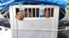 Orang utan Sumatra berusia 3 tahun yang ditranslokasi dari Jawa Barat ke Sumatra Utara. Selasa 31 Mei 2022. (Courtesy: BBKSDA Sumut)