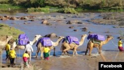 Organisasi nonpemerintah yang dikenal sebagai Communities Health Africa Trust (CHAT) membantu dengan cara mengangkut obat-obatan ke kawasan terpencil yang membutuhkan dengan menggunakan unta-unta. (Facebook/communitieshealthafrica)