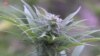 Bientôt la légalisation du cannabis en territoire marocain