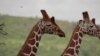 World Giraffe Day Brings Attention to Their Declining Numbers