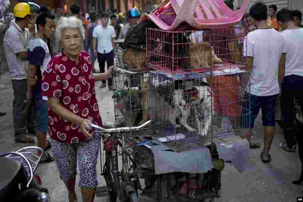 A woman with a load of dogs on her tricycle cart arrives at a market for sale during a dog meat festival in Yulin in south China's Guangxi Zhuang Autonomous Region. Restaurateurs are holding an annual dog meat festival despite international criticism.