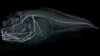 Three New Species of Fish Found at Bottom of Pacific Ocean