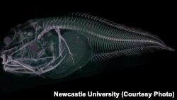 This image shows a CT scan of the Atacama snailfish, a new species of fish found in the Atacama Trench off the west coast of Chile and Peru at a depth of nearly 8,000 meters.