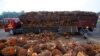 FILE - A worker unloads palm oil fruits from a truck inside a palm oil factory in Salak Tinggi, outside Kuala Lumpur, Malaysia, Aug. 4, 2014.