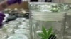 Medical Marijuana Growers Worry About Threat From Superstores