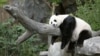 แพนด้า เหมย เซียง ขณะอยู่ที่สวนสัตว์แห่งชาติสมิธโซเนียน (Smithsonian National Zoo)