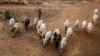 Fulani Makiyayi Da Shanunsa a Sokoto