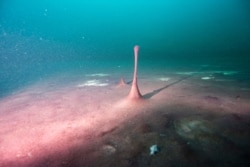 This June 19, 2019 photo provided by NOAA Thunder Bay National Marine Sanctuary shows purple microbial mats in the Middle Island Sinkhole in Lake Huron, Michigan.