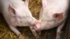 Babi-babi duduk di kandang pertanian organik di Dortmund, Jerman Barat, 15 Januari 2025. Tiga kasus penyakit kaki dan mulut (PMK) terdeteksi pada kerbau air di pertanian dekat Berlin, 10 Januari 2025. (Ina FASSBENDER / AFP)