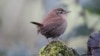 Wrens are on the rise in northern Europe, but declining in some southern countries as it gets warmer. (Credit: Dr. Stephen Willis, Durham University)