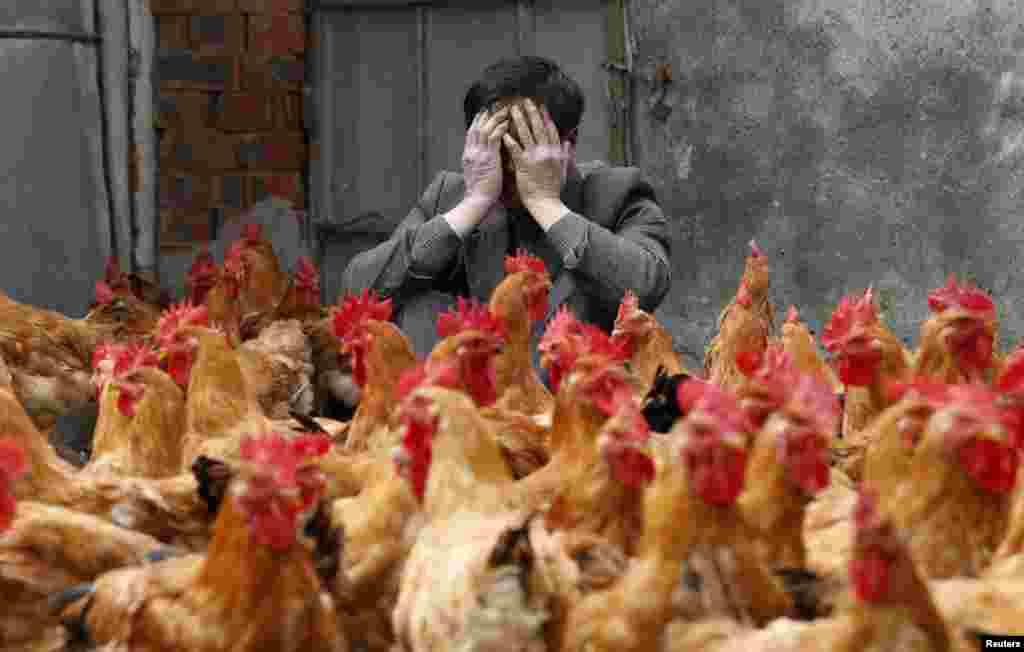 Seorang peternak menutupi wajahnya saat duduk di belakang ayam-ayamnya, yang menurutnya tidak terinfeksi oleh virus H7N9, di kota Yuxin, provinsi Zhejiang, China.