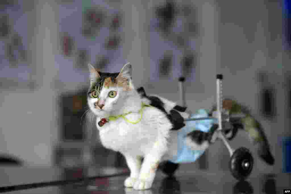 Kucing berusia delapan bulan, Hei Hudie, yang artinya&quot;kupu-kupu hitam&quot; dengan alat bantu jalan di rumah sakit hewan di kota Chongqing, China baratdaya, 16 Maret 2015. Dengan bantuan orang-orang&nbsp; yang baik, Hei Hudie menjalani empat operasi dalam lima bulan setelah jatuh dari lantai sepuluh sebuah gedung, dan berhasil hidup dengan kedua kaki belakangnya cacat. Doktor melengkapi kucing itu dengan kursi roda khusus untuk membantunya berjalan, seperti dilaporkan media setempat.