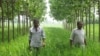 Farmers Chaudhry Sukhvir Singh and Chaudhry Singh at a farm near the town of Indri in India's Haryana state (Aru Pande/VOA) 