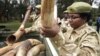 Kenya Wildlife Service officials deliver elephants tusks and firearms recovered from poachers to their headquarters, Nairobi, June 22, 2012.