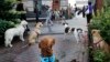 Having a Dog Helps Fight Allergies
