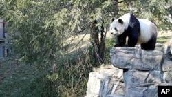 FILE - Mei Xiang at Washington's National Zoo, Jan. 20, 2011.