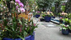Gorgeous Orchids Showcased at US Botanic Garden