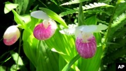 Rare wild orchids bloom in the Eshqua Bog in Hartland, Vermont, June 22, 2017. 