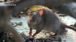 Scientists: 'Rats Causing Big Damage to World Coral Reefs'