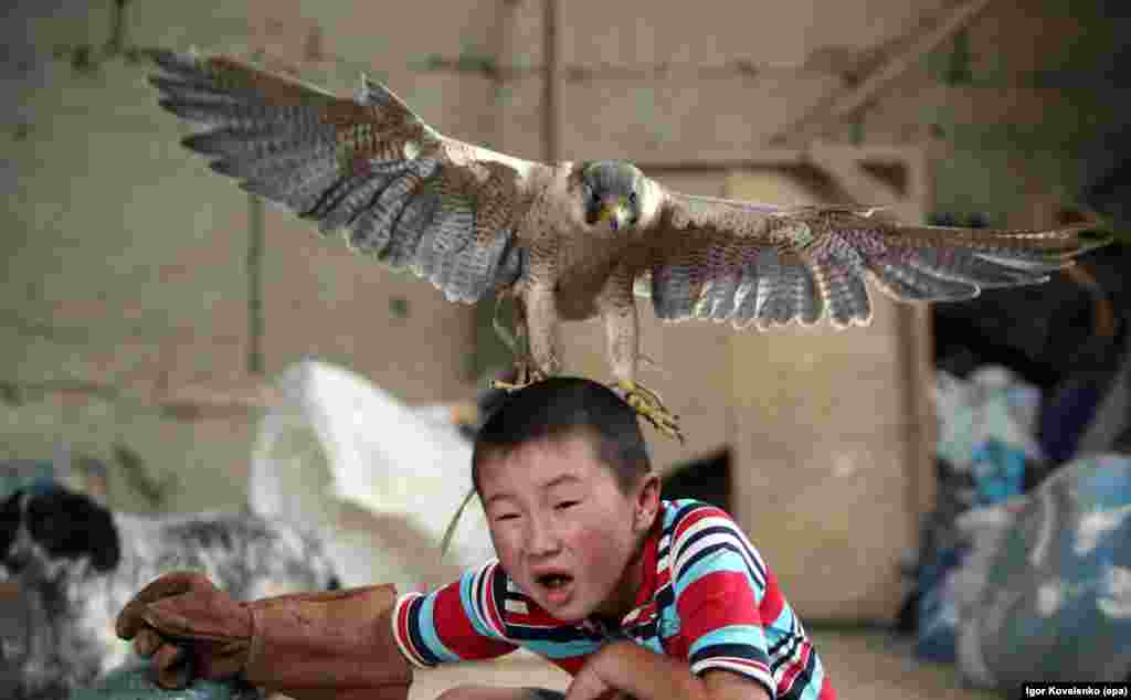 Azat Shajbyrov reacts as a baby falcon flies on his head, in the village of Bokonbaevo, Issyk-Kul area, Kyrgyzstan.