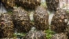 This undated handout photo released by Malaysia's Department of Wildlife and National Parks on July 9, 2024 shows Indian star tortoises after being rescued during a raid on a house in Ampang in Malaysia's Selangor state.