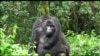 Over Half The World's Primates Headed Towards Extinction