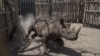 Quatre des six rhinocéros noirs réintroduits au Tchad sont morts