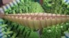 Futuristic Habitat Solves Problems With Human Space Travel