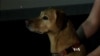 Dogs Recognize Human Emotions on Our Faces