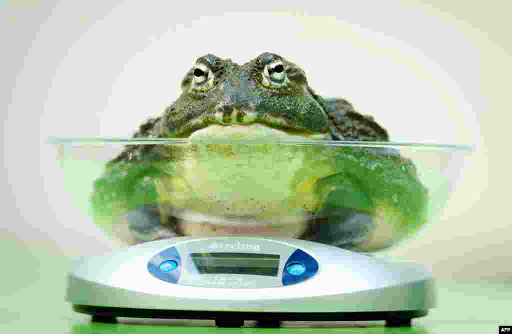 Seekor &#39;Bullfrog&#39; Afrika ditempatkan di sebuah timbangan dalam penimbangan tahunan Kebun Binatang London, 21 Agustus 2013.