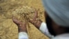 Freshly threshed rice near Sangrur, India. Salt water encroachment, flooding and droughts are more likely as the climate changes, which could impact crops such as rice. (Neil Palmer/CIAT) 