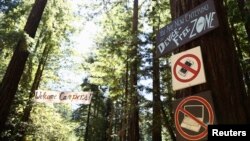 Signs on a giant Redwood tree alongside the entry road prepare arriving campers for their tech-free experience at Camp Grounded in Navarro, California, June 20, 2014. 