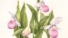 Lady's Slipper by Linda Powers, one of the pictures on show at the exhibit. (United States Botanic Garden)