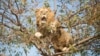 Afrique du Sud : un lion toujours introuvable cinq jours après s’être échappé