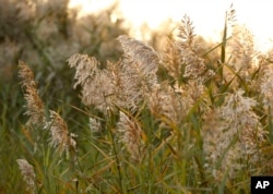 Phragmites plants growing on Staten Island draft in a breeze in the Oakwood Beach neighborhood of Staten Island.