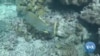 UNESCO Leaves Australia's Great Barrier Reef Off Endangered List 