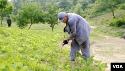 Image of Kenneth Bae published by Japanese newspaper Choson Sinbo as he works on a farm with a North Korean guard watching, June 2013.