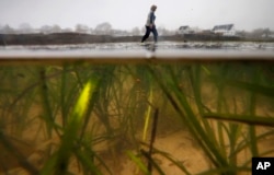 In this May 8, 2016 photo, eelgrass grows in sediment at Lowell's Cove in Harpswell, Maine.